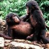Bonobo