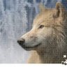 Polarwolf