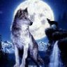 lobo-odw