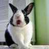 Hase68
